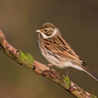 Reed Bunting 2 